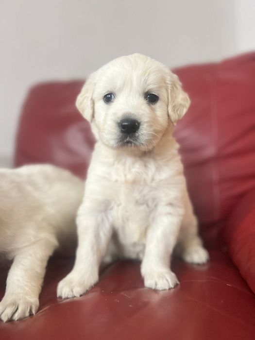 Femela golden retriever cu pedigree!