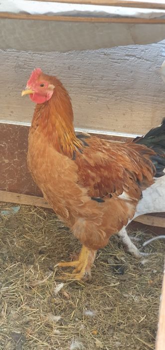 Петухи Хурозлар хонаки ва броллер