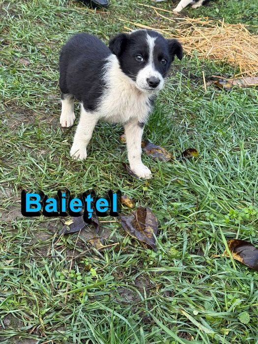 Donez pui de catel abandonati - livrare gratuita oriunde in Gorj