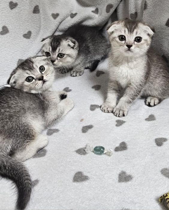 Вислоухие котята