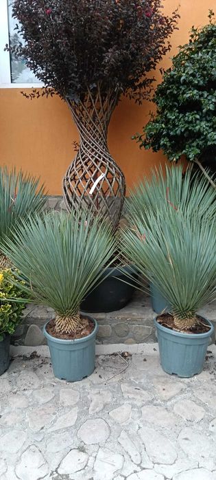 Plante decorative și copaci pentru grădina ta