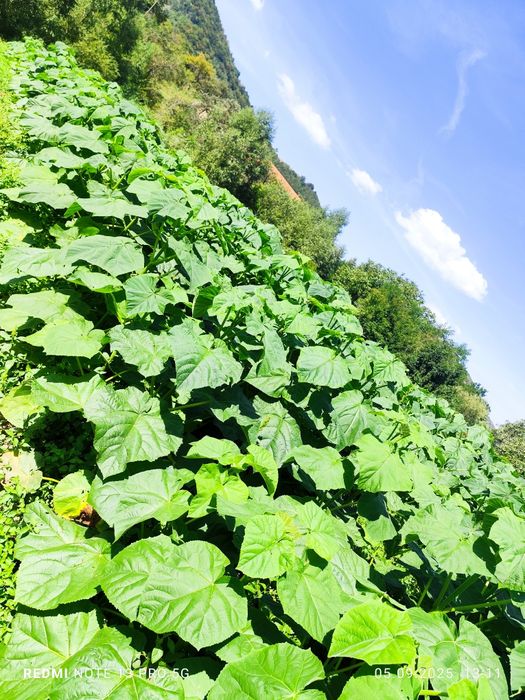 Butași de Paulownia