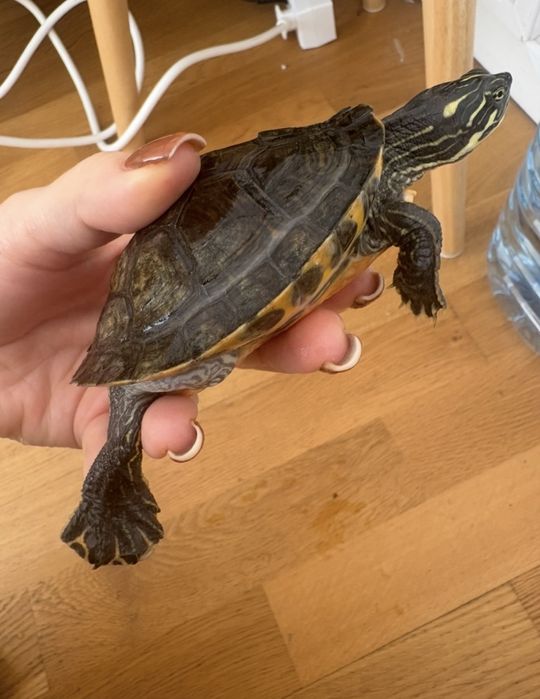 Broasca testoasa cu accesorii