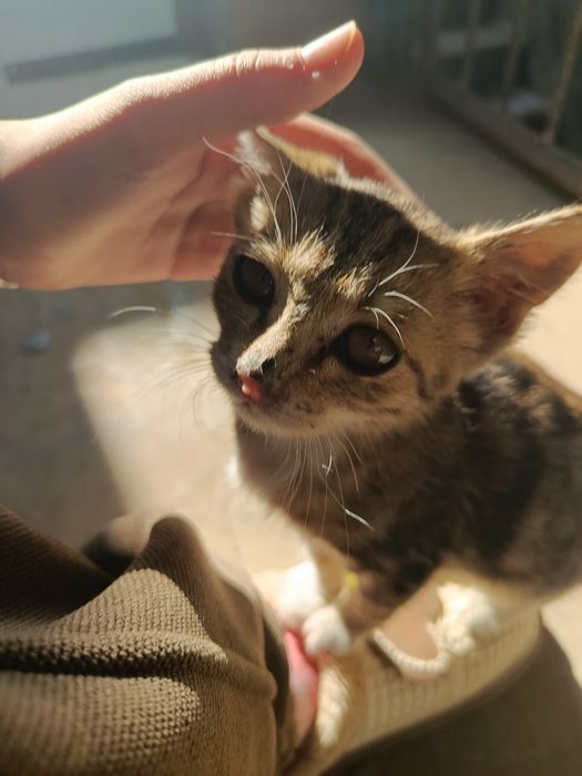 Котик 4 месяца девочка. Воспитанная