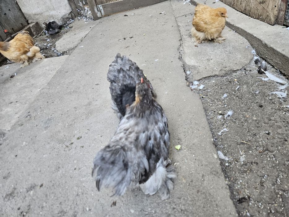 Vând găini conchinchina pitic