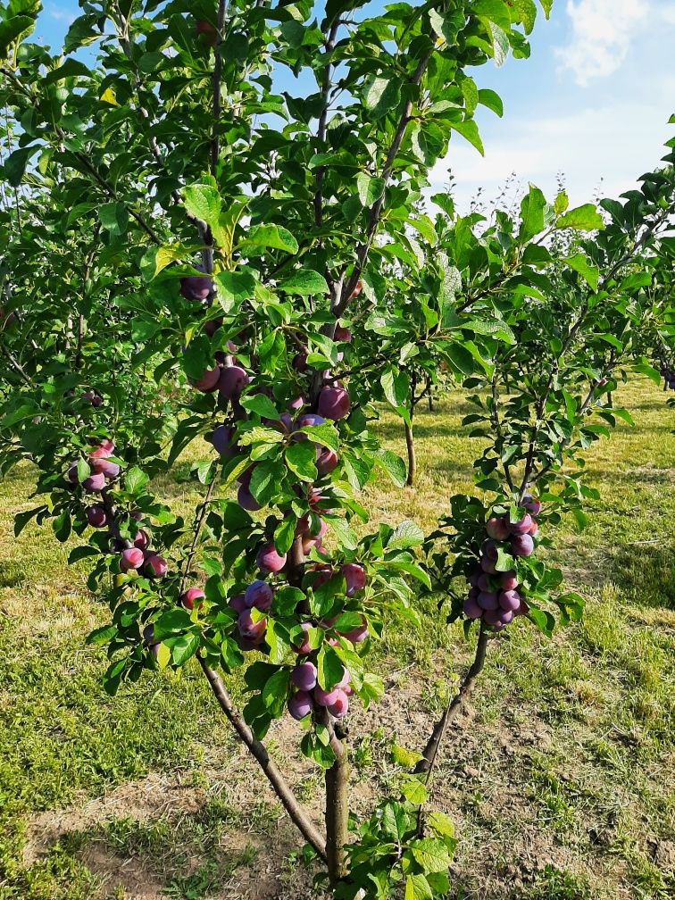 Gradina cu Casuța de vis de vinzare 5.000 mp