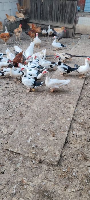 Păsări de vânzare