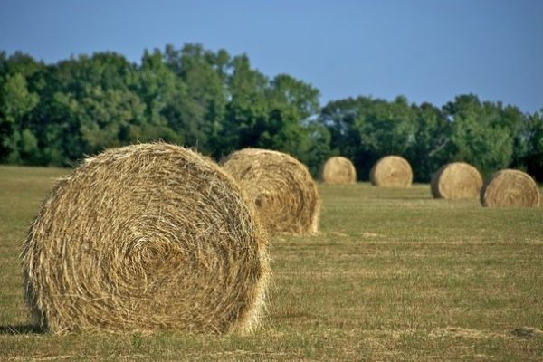 Сено Шөп Шоп оптом в руллонах 12000тысяч тенге