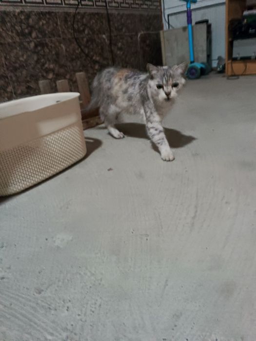 Отдам кошку в хорошие руки! Порода Шиншилла