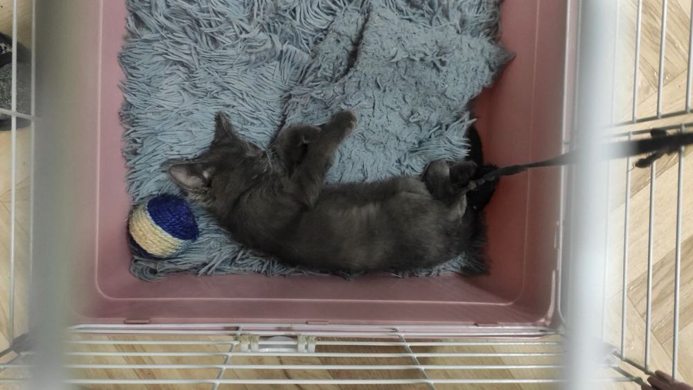 Котенок девочка ласковая