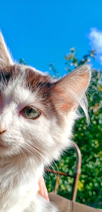 Отдам даром  котят в хорошие руки