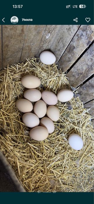 Domashniy tuxumla sotiladi