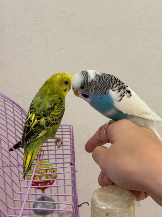 Продам двух волнистых попугаев с клеткой за 5000 тг