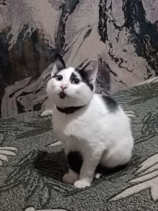 Отдам котят в добрые руки!