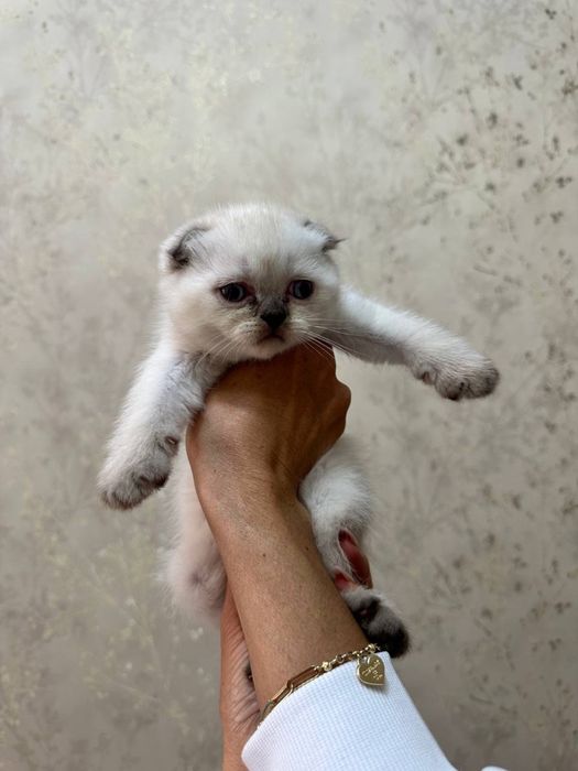 Котята шотланские