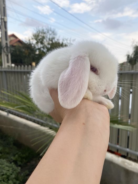 Iepuri pitici de companie Berbec pitic/Mini Lop