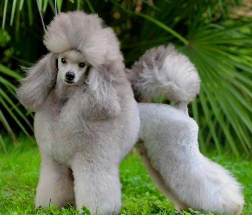 Бронь на щенков пуделя серебро и абрикос