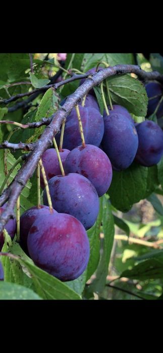 Nuc.Castan.Alun.Paulownia.Trandafir dulceata.Corn.Soc.Prun.Afin.Coacaz