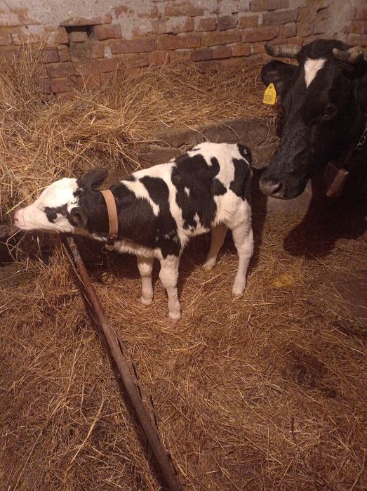 Продавам мъжко теле новородено