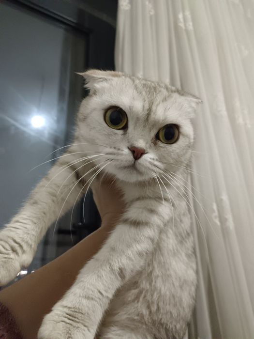 Продаются кошка и котята породистые