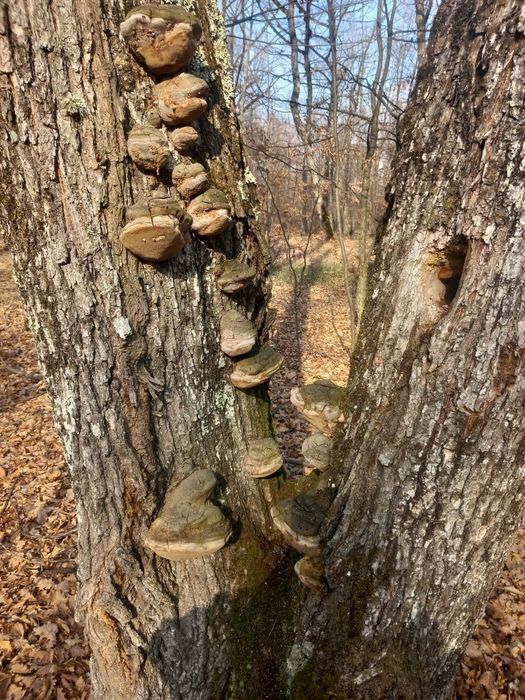 Phellinus robustus uscat – ciupercă medicinală naturală, antioxidant ș