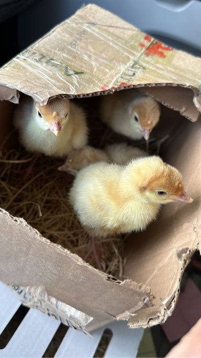 Pui de carne , rasa mixtă, kabir, puicuțe ouat, rate, gaste, curcani