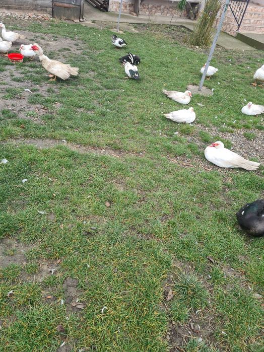 Rate mute de vanzare