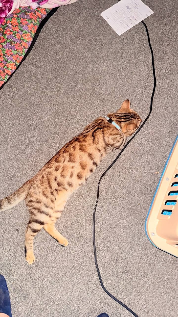 Bengal og'il, amerikansky qz, shinshila og'il