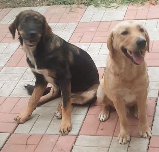 Metisi labrador pui, gratuit