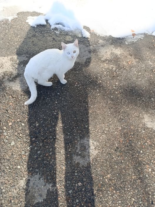 Котёнок очень тактильный. Глаза разного цвета