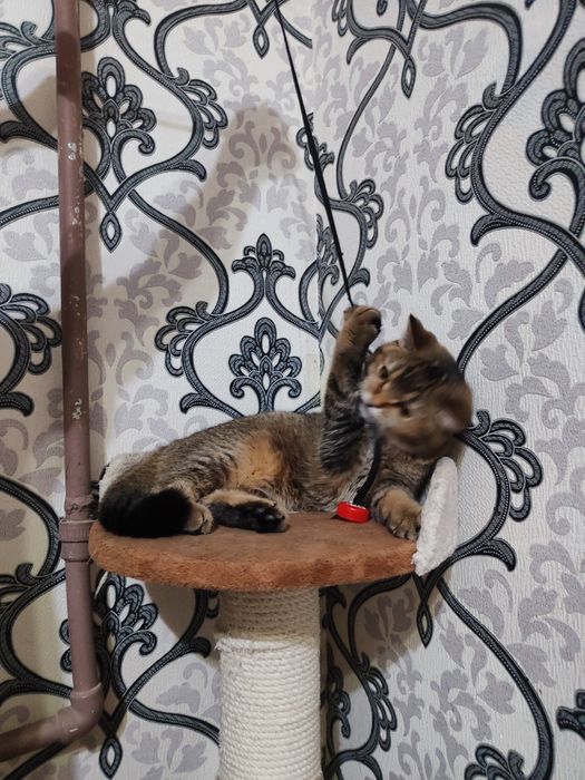 Продается британский котенок