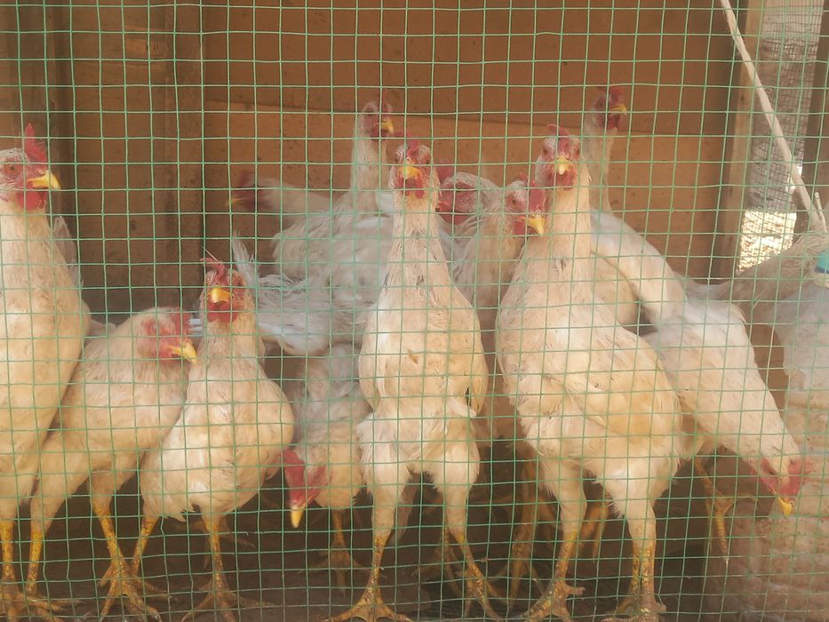 Uyda  boqilgan xurozlar 6 oylik xurozlar