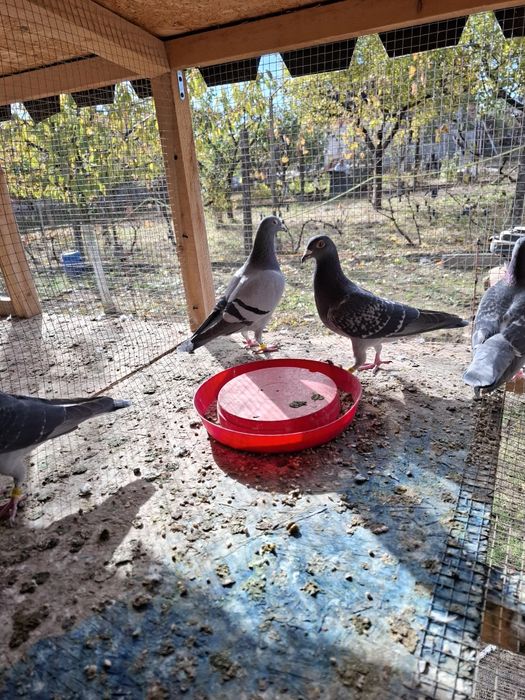 Voiajori pui 2025 si maturi