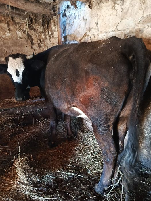 Продам корову стельную