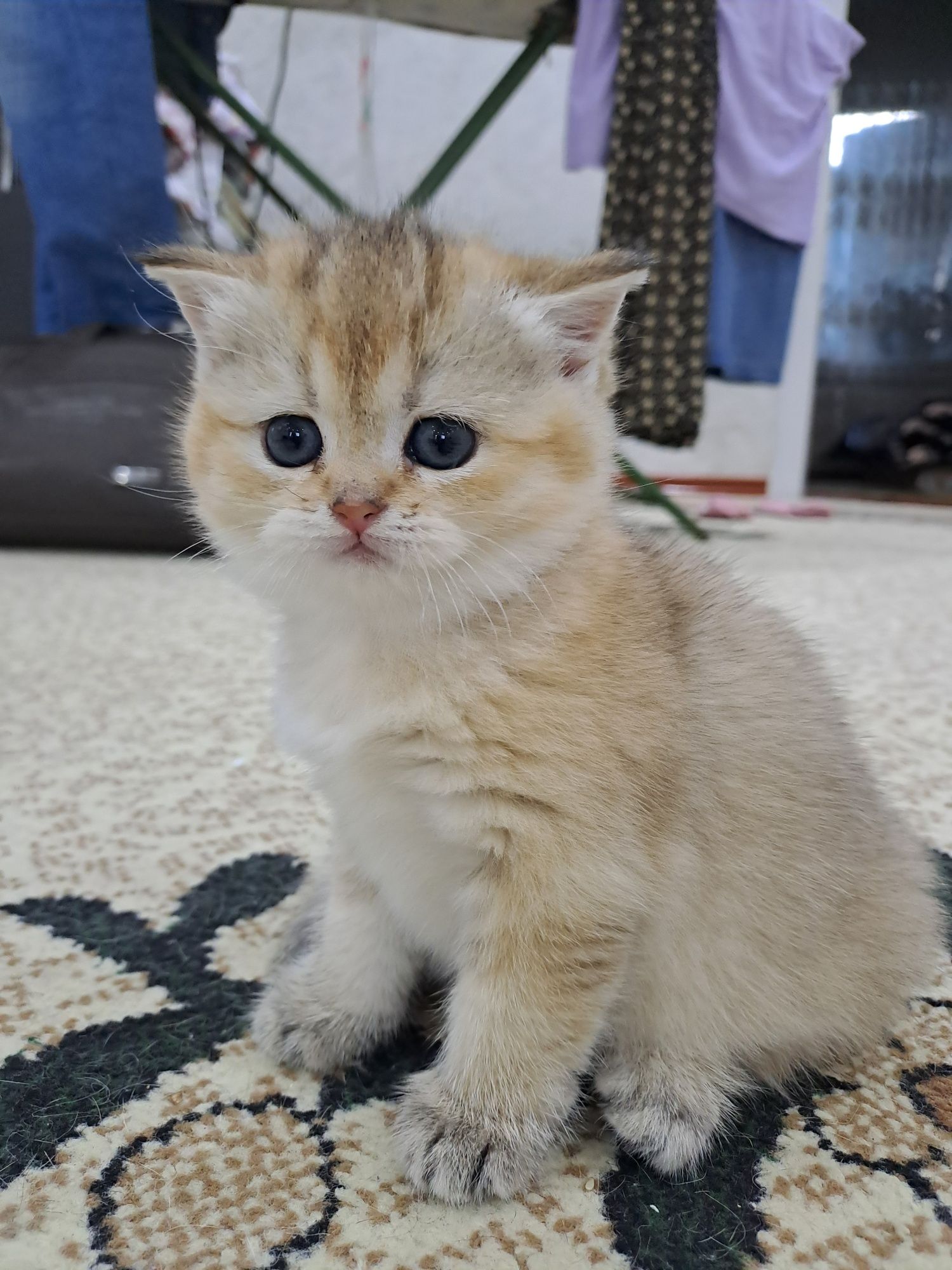 Котёнок Золотая шиншила,  девочка