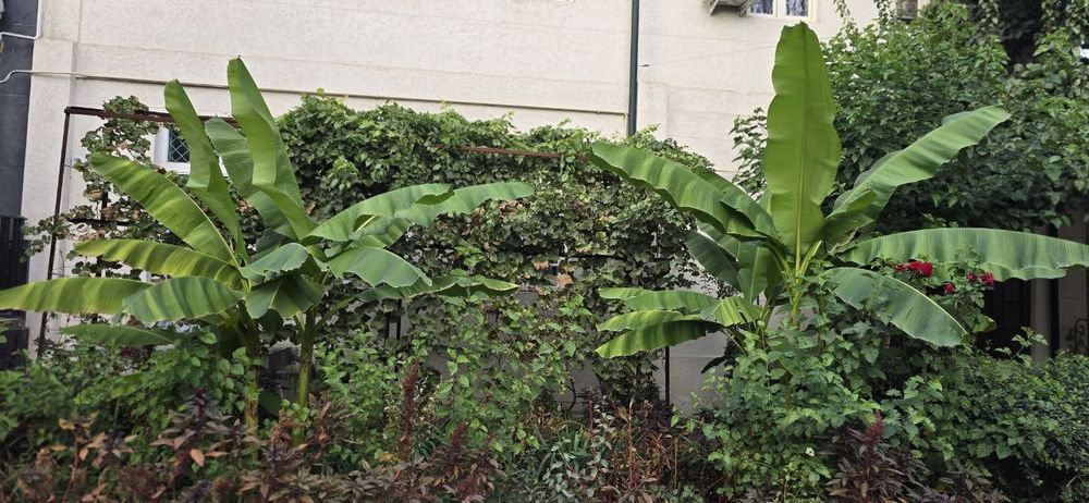 Продаётся экзотические деревья  банана