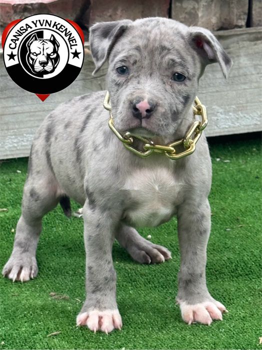Femela amstaff blue merle