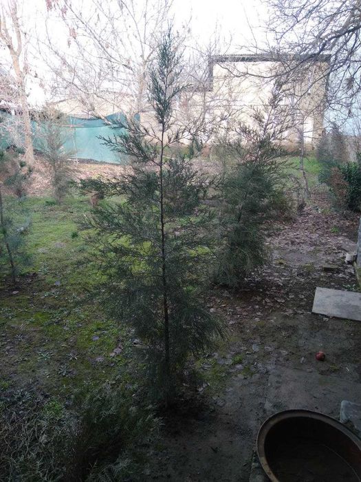 Uy sotiladi,hovli-joy.