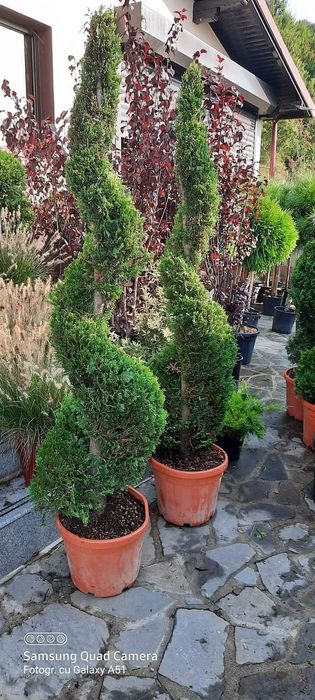 Tuia smarald columna braband Lelandy spirale pon pon fotinia