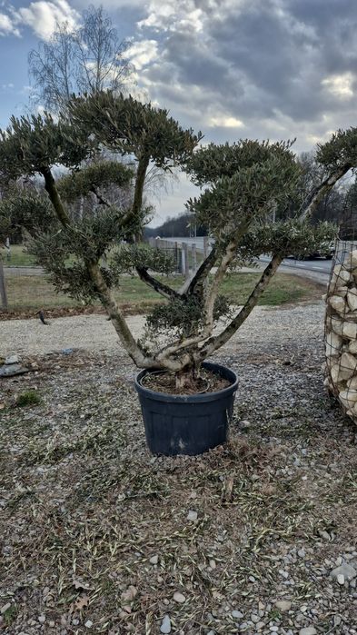 Maslin  palmier  plante