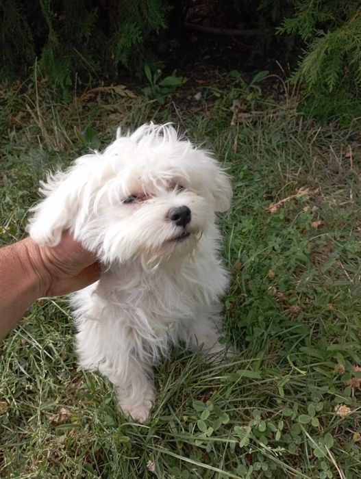 Малтийска болонка на 8 месеца