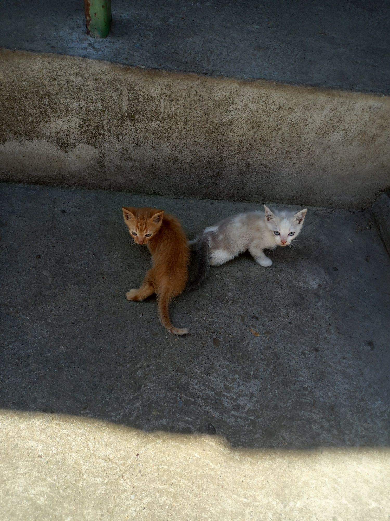 Donez pui de pisica