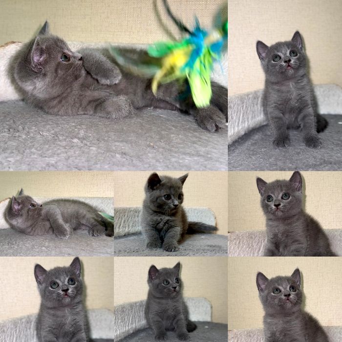 Готовые котята скоттиш-страйт