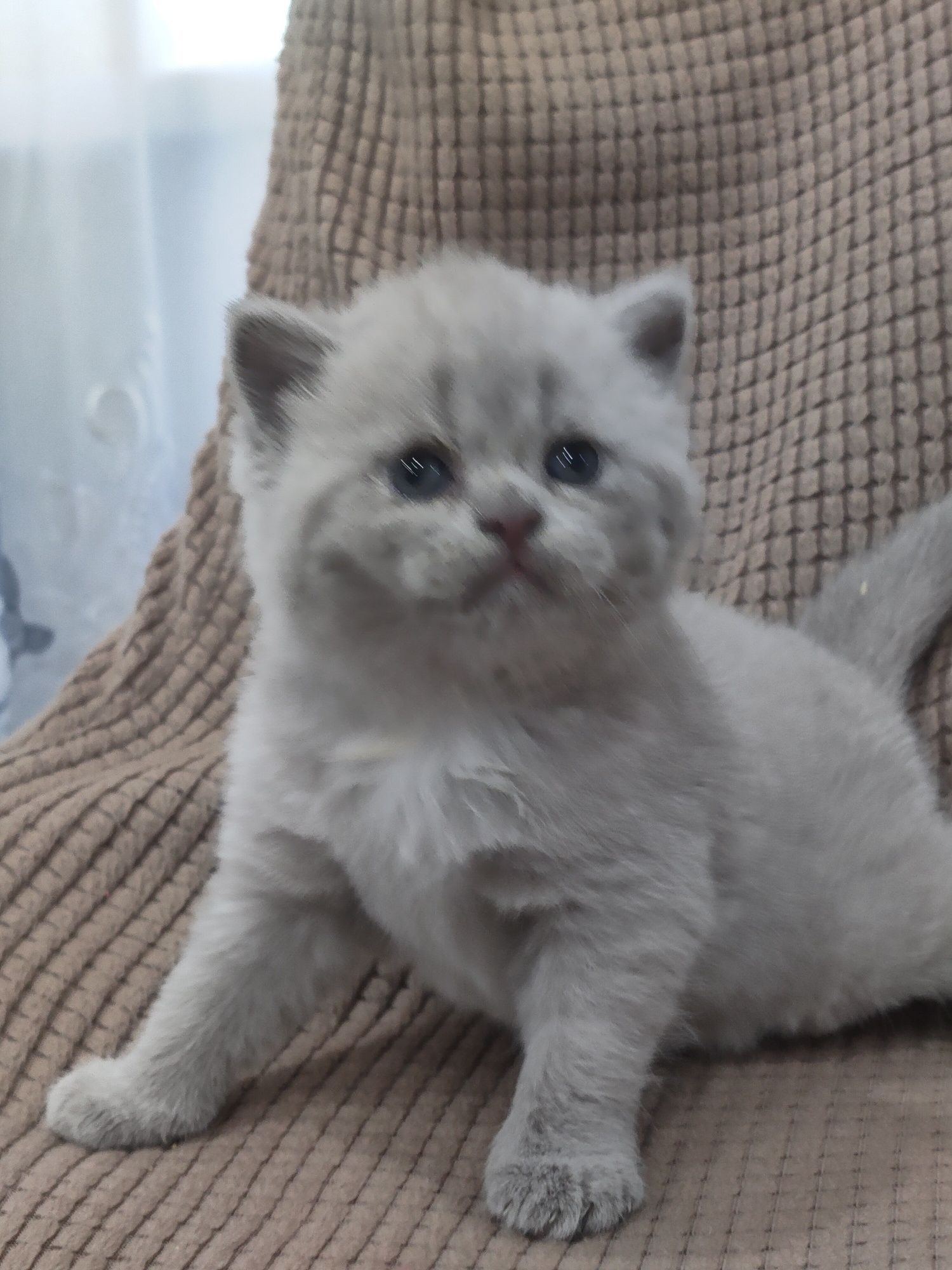 Продам британскую девочку