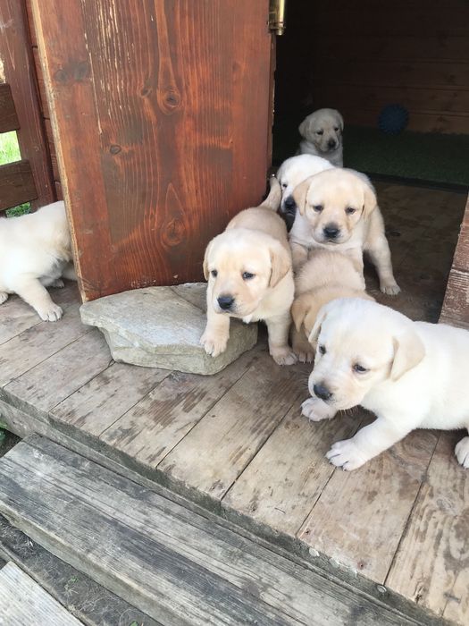 Чистокръвни лабрадор ретривър