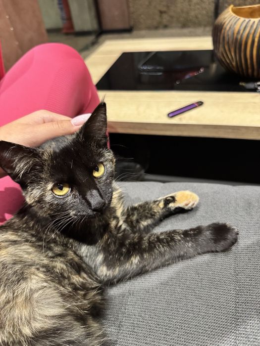 Малко коте без дом