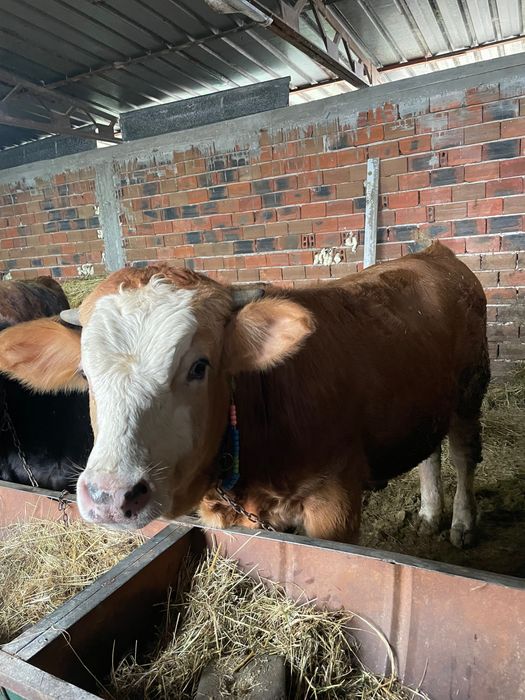 Продавам месодайни телета мъжки