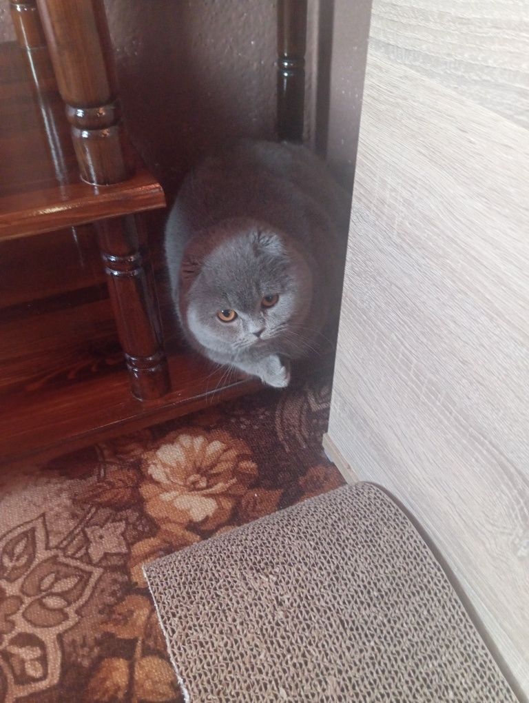 Шотландска клепоуха котка