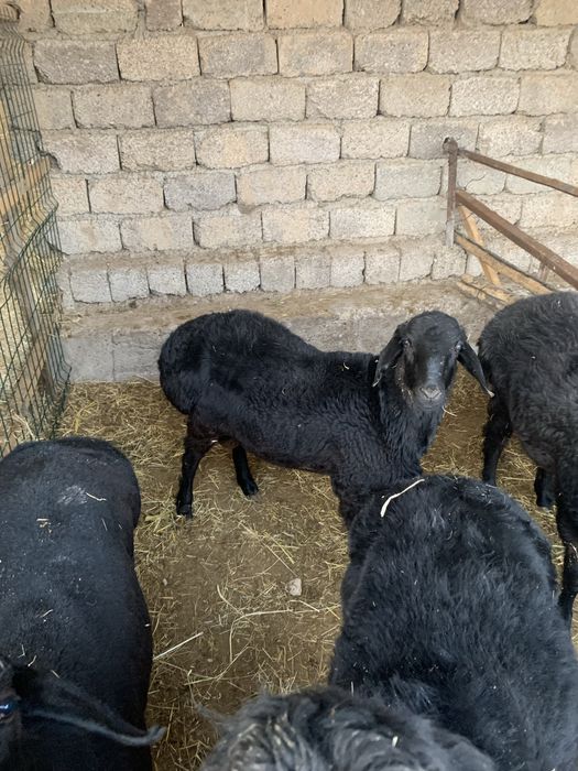 Qoʻzi qoʻchqorlar sotiladi