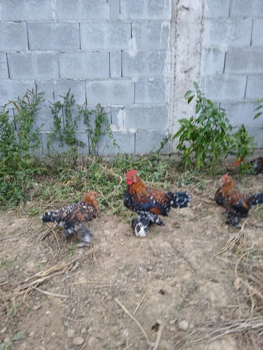 Vând cocoșei mii de flori